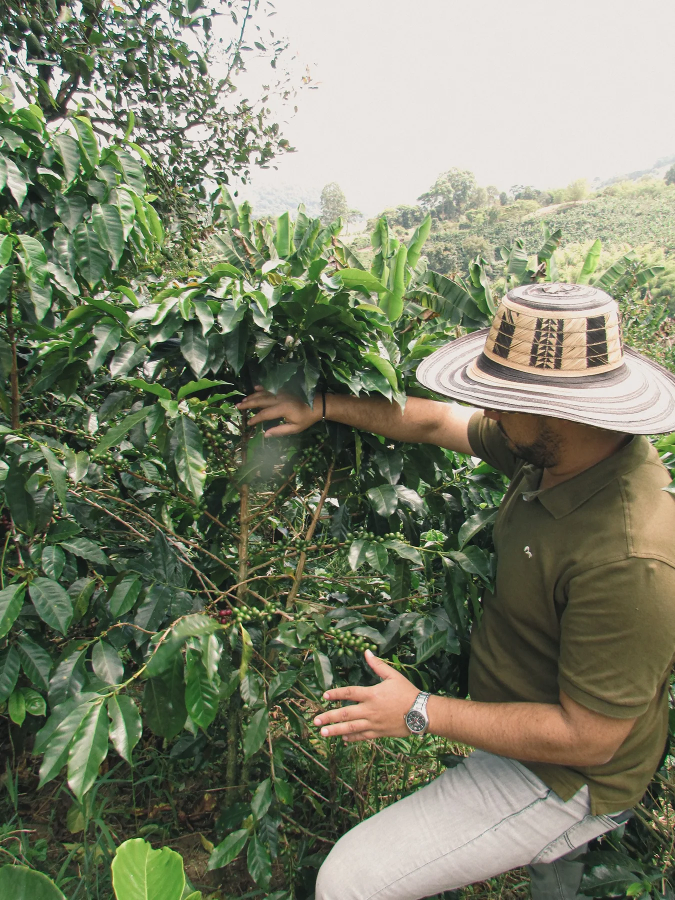 Alejo Marín revisando un cafeto, con sombrero vueltiao